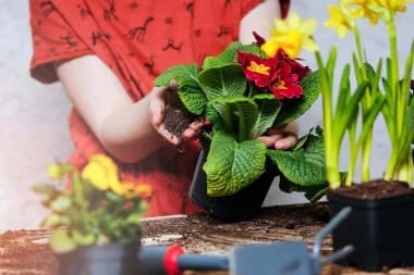 Locandina: Vasetto di Primavera - Paderno Dugnano