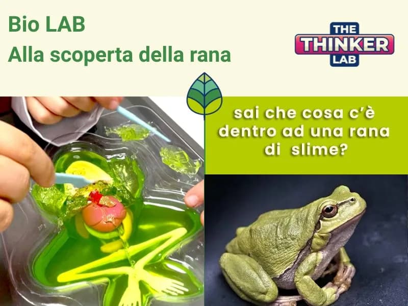 Locandina: BioLAB: Alla scoperta della rana || The Thinker Lab, Varese